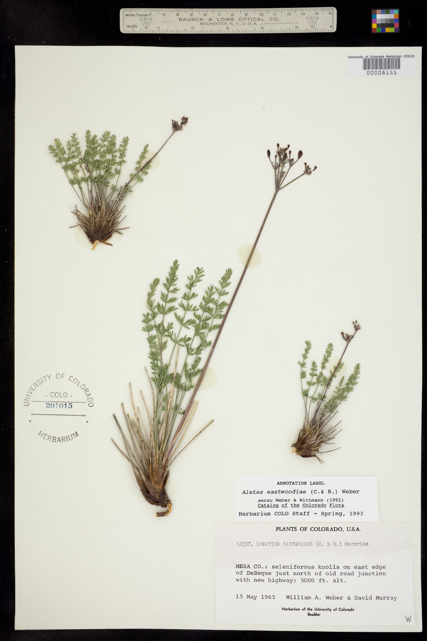 Lomatium eastwoodiae image
