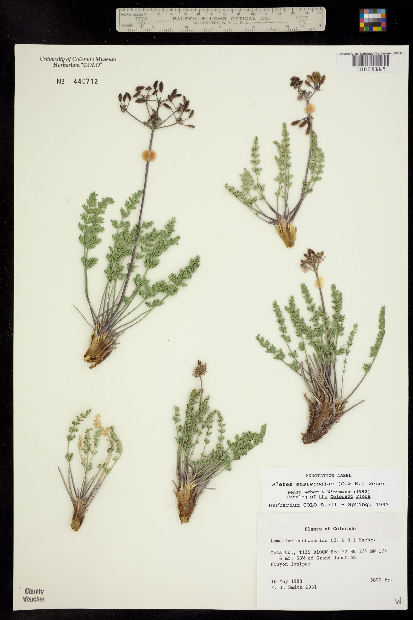 Lomatium eastwoodiae image