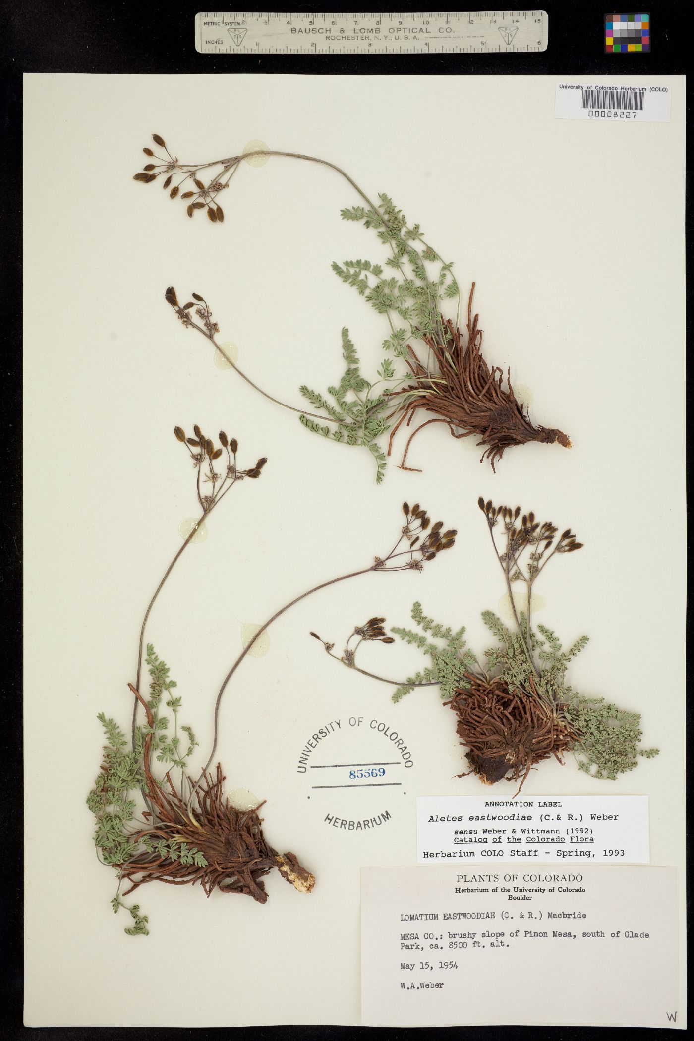 Lomatium eastwoodiae image