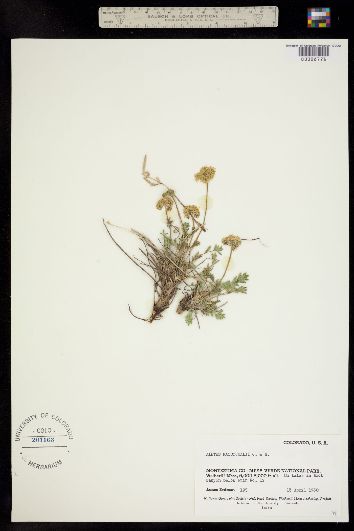 Aletes macdougalii ssp. breviradiatus image
