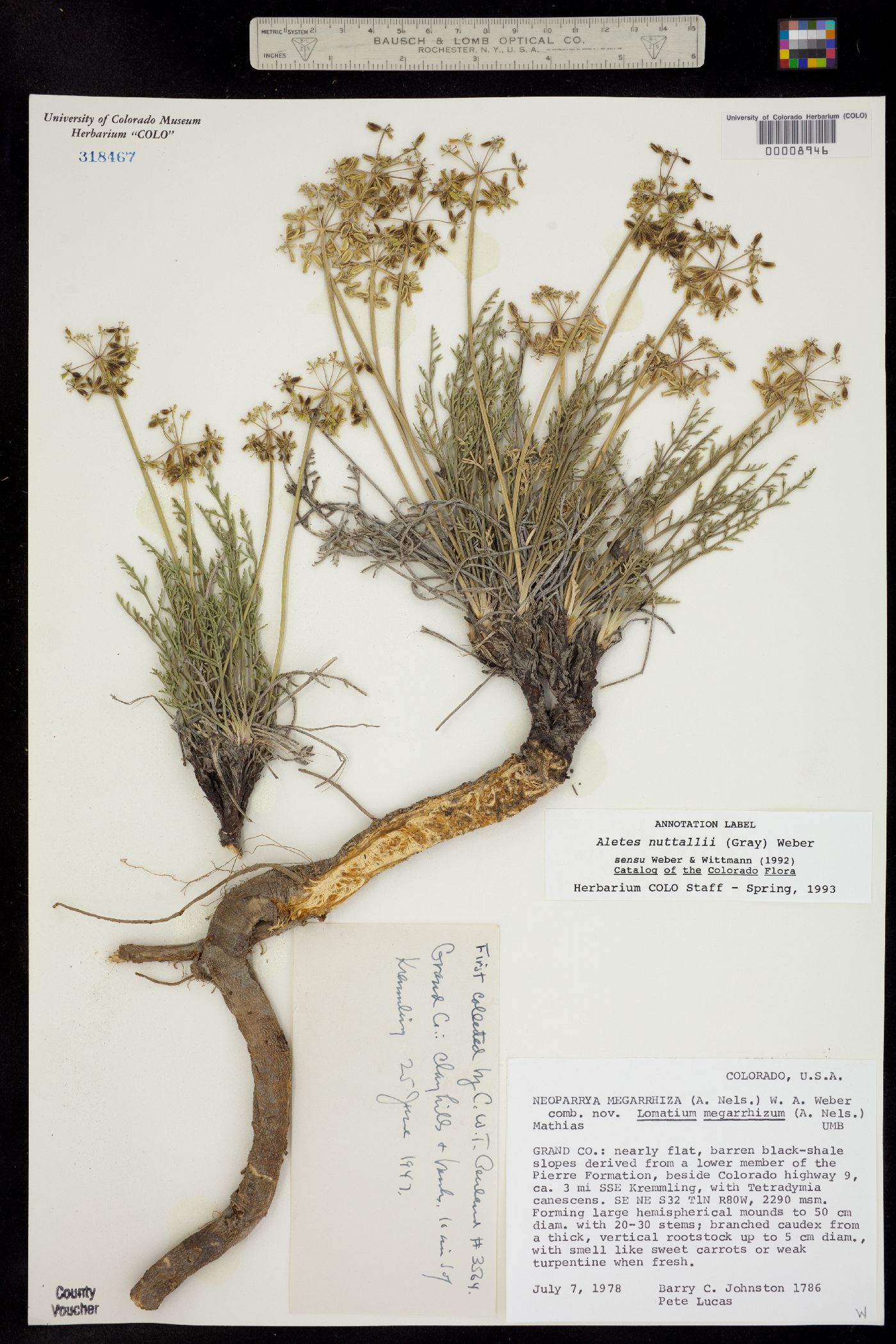 Lomatium nuttallii image