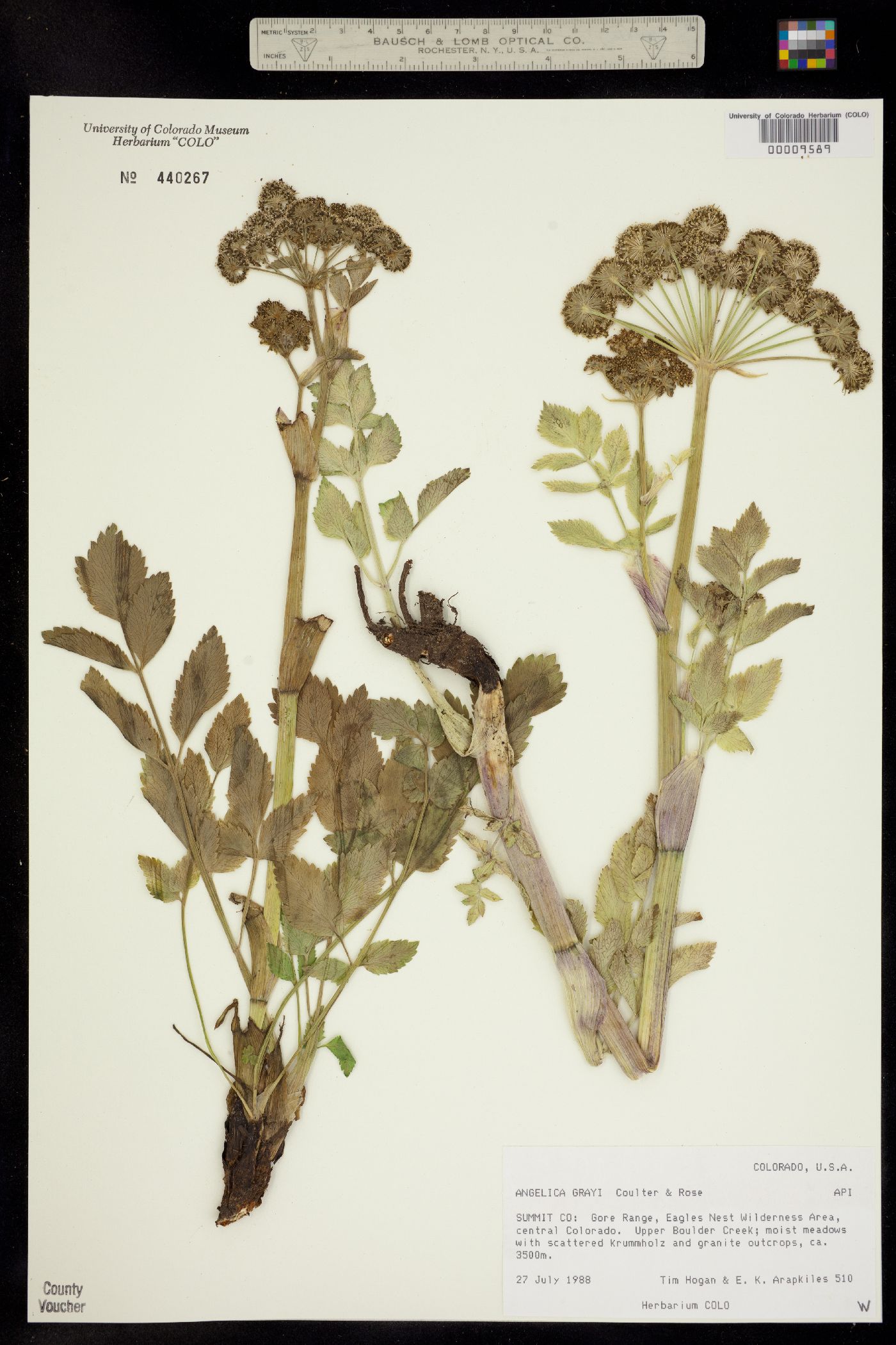 Angelica image