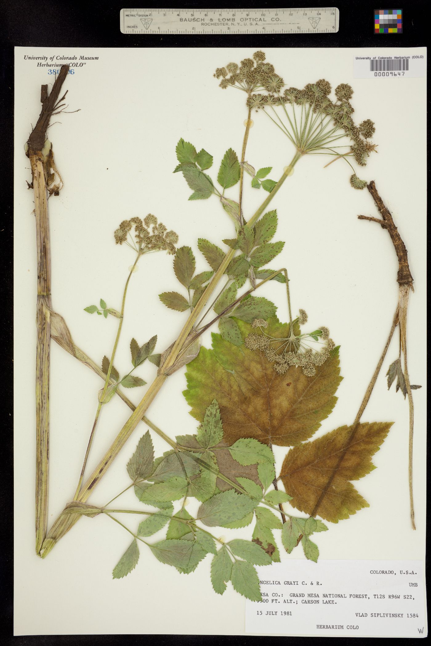 Angelica grayi image