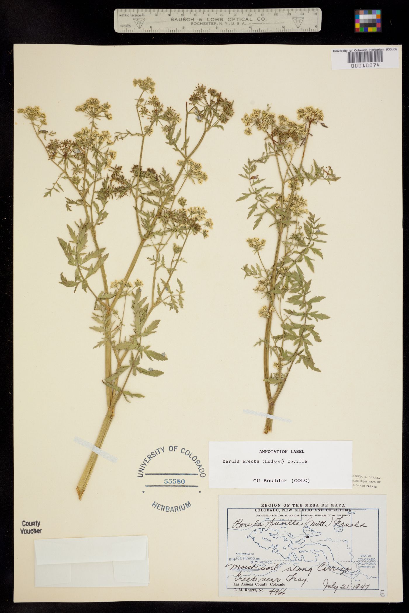 Berula erecta image