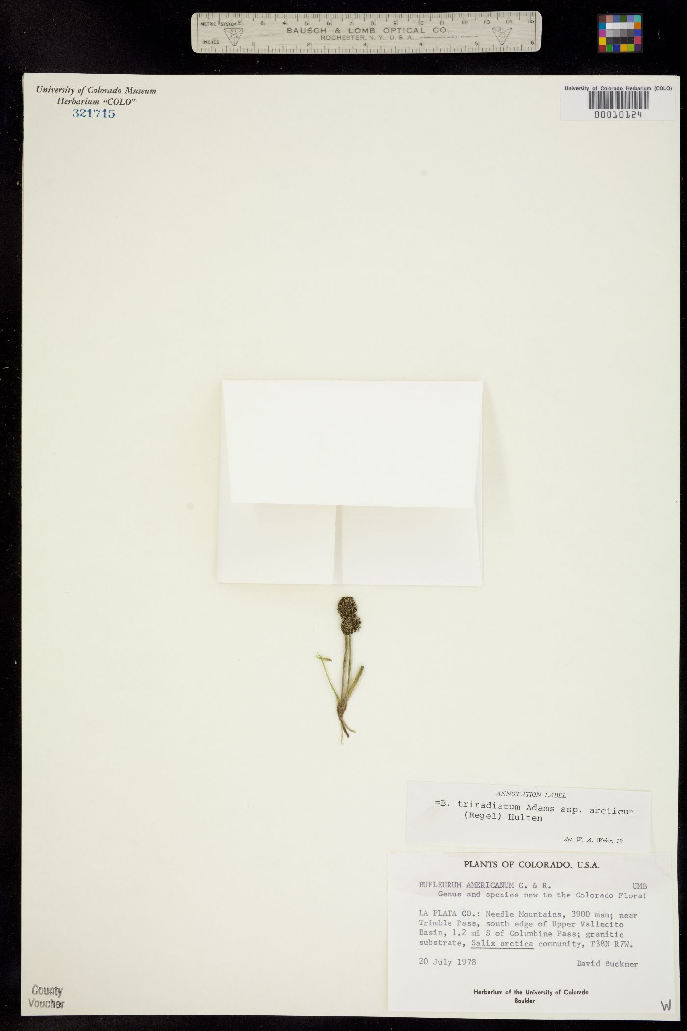 Bupleurum triradiatum ssp. arcticum image
