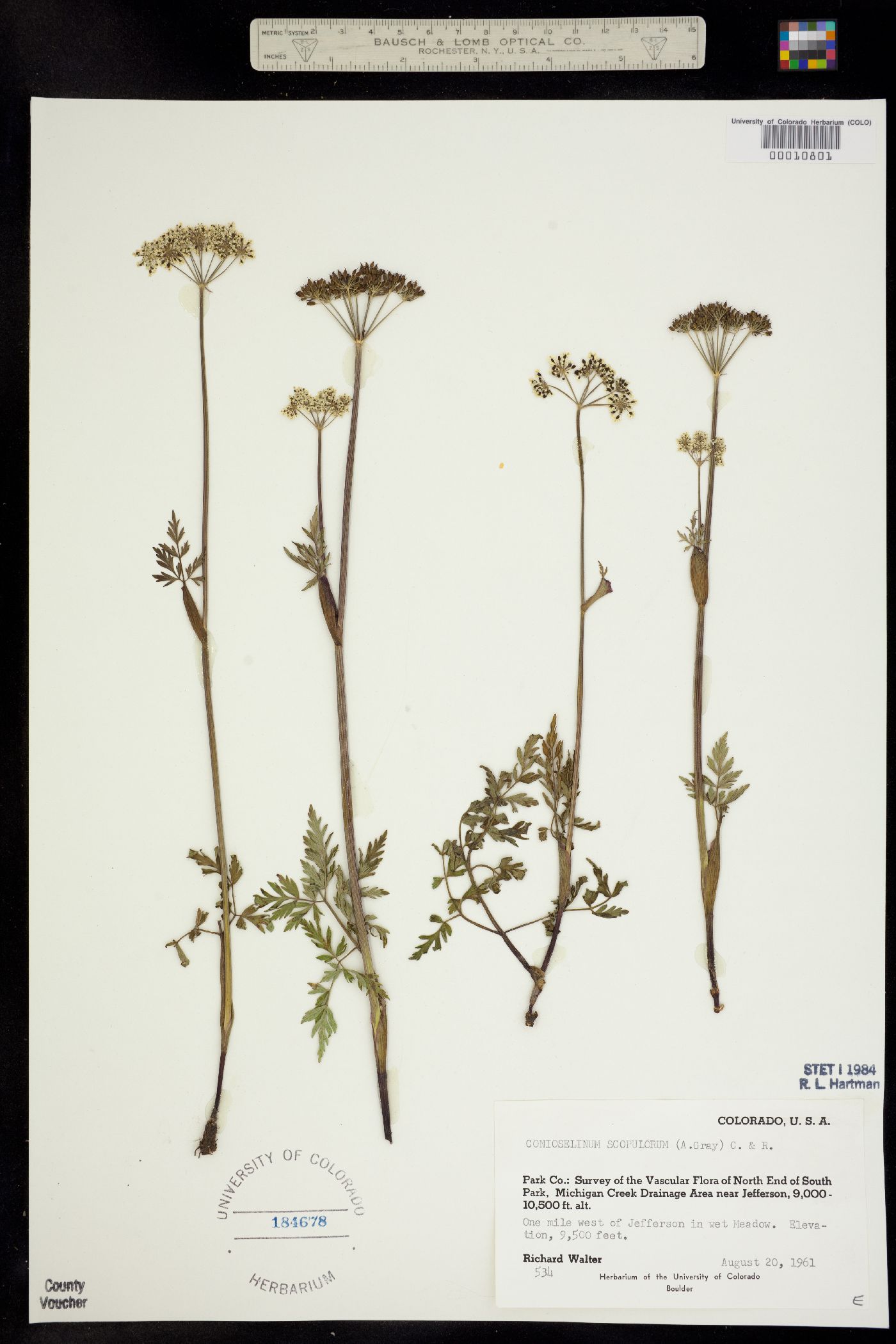 Conioselinum scopulorum image