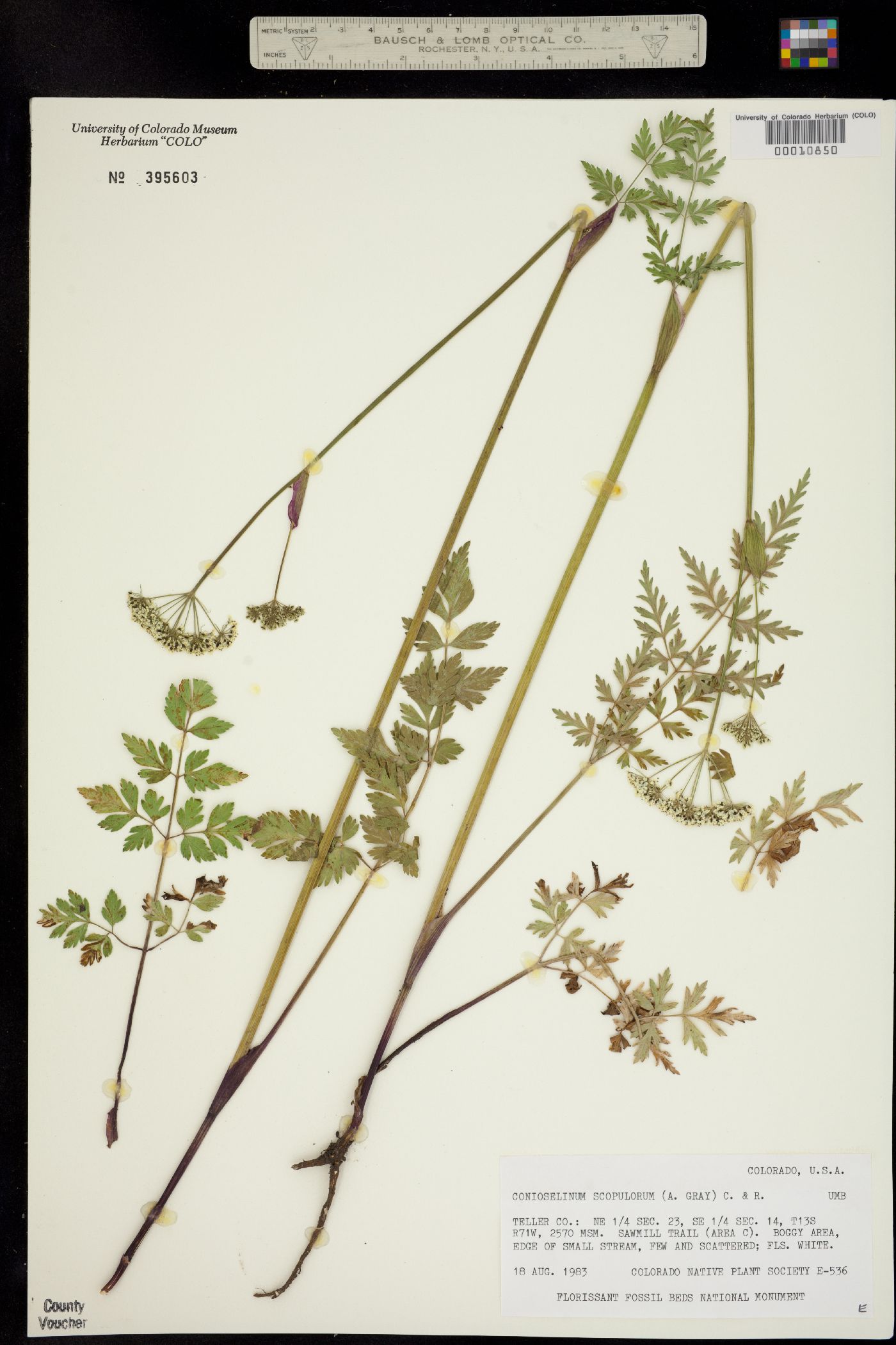 Conioselinum scopulorum image