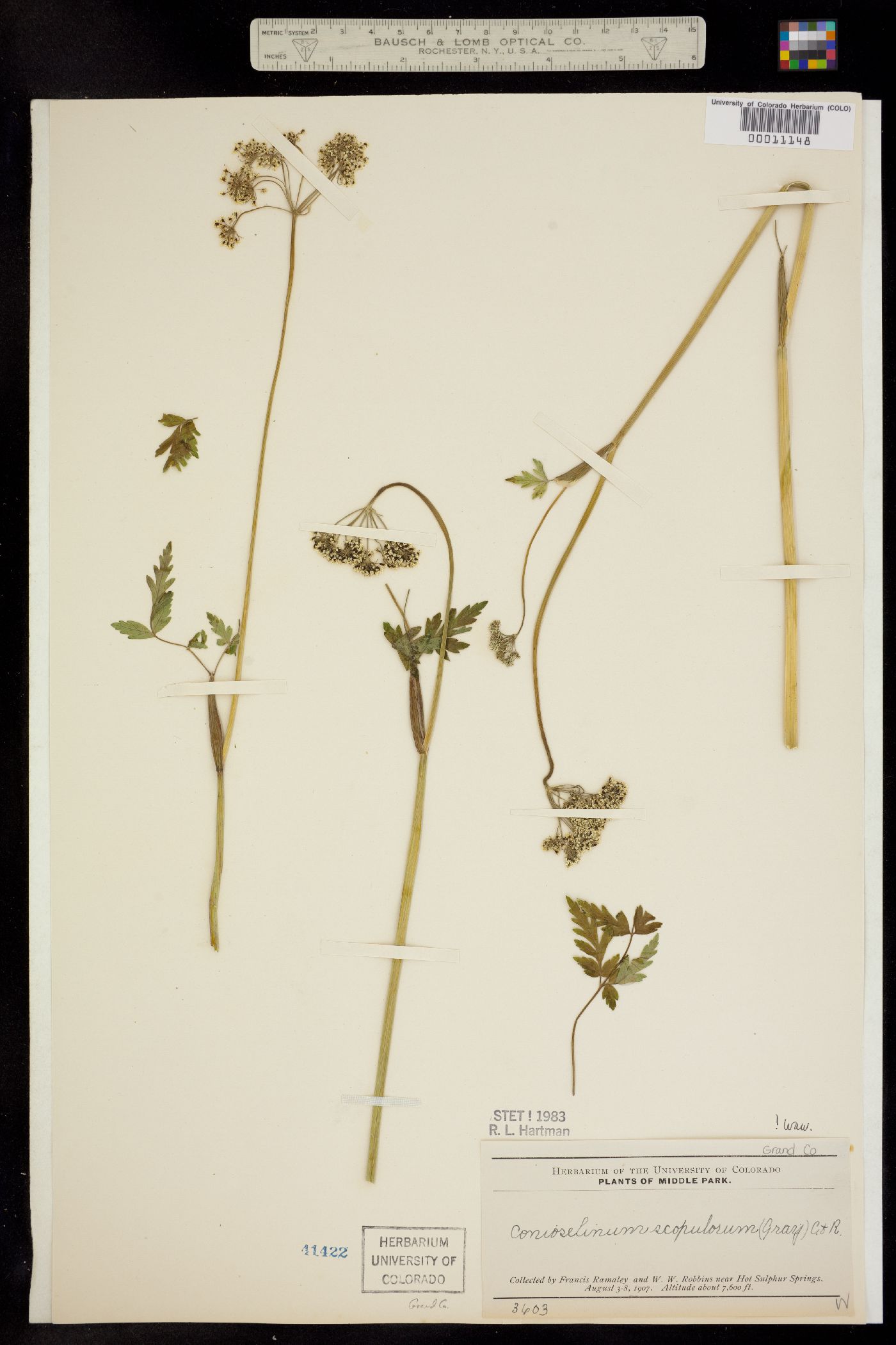 Conioselinum scopulorum image