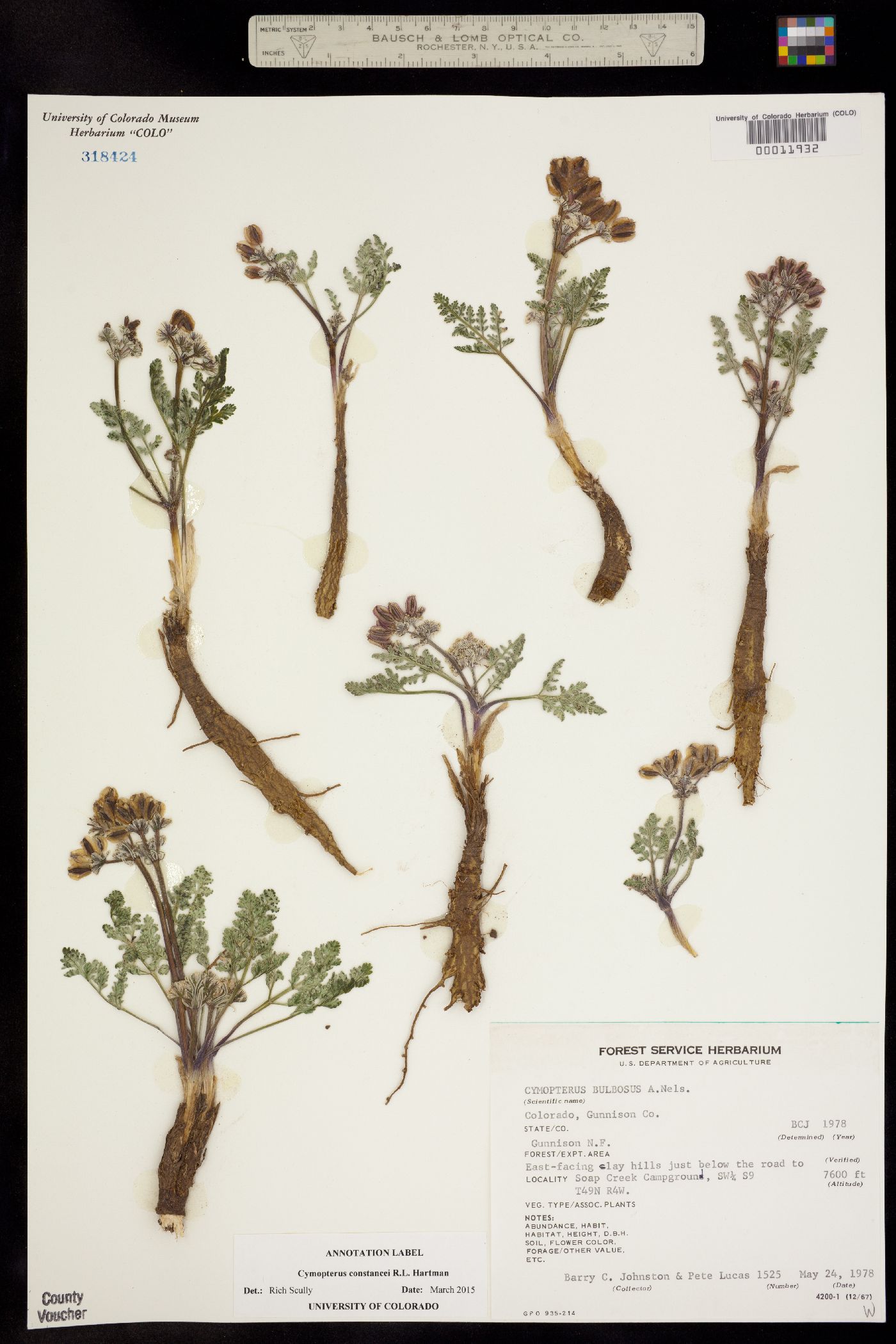 Cymopterus constancei image