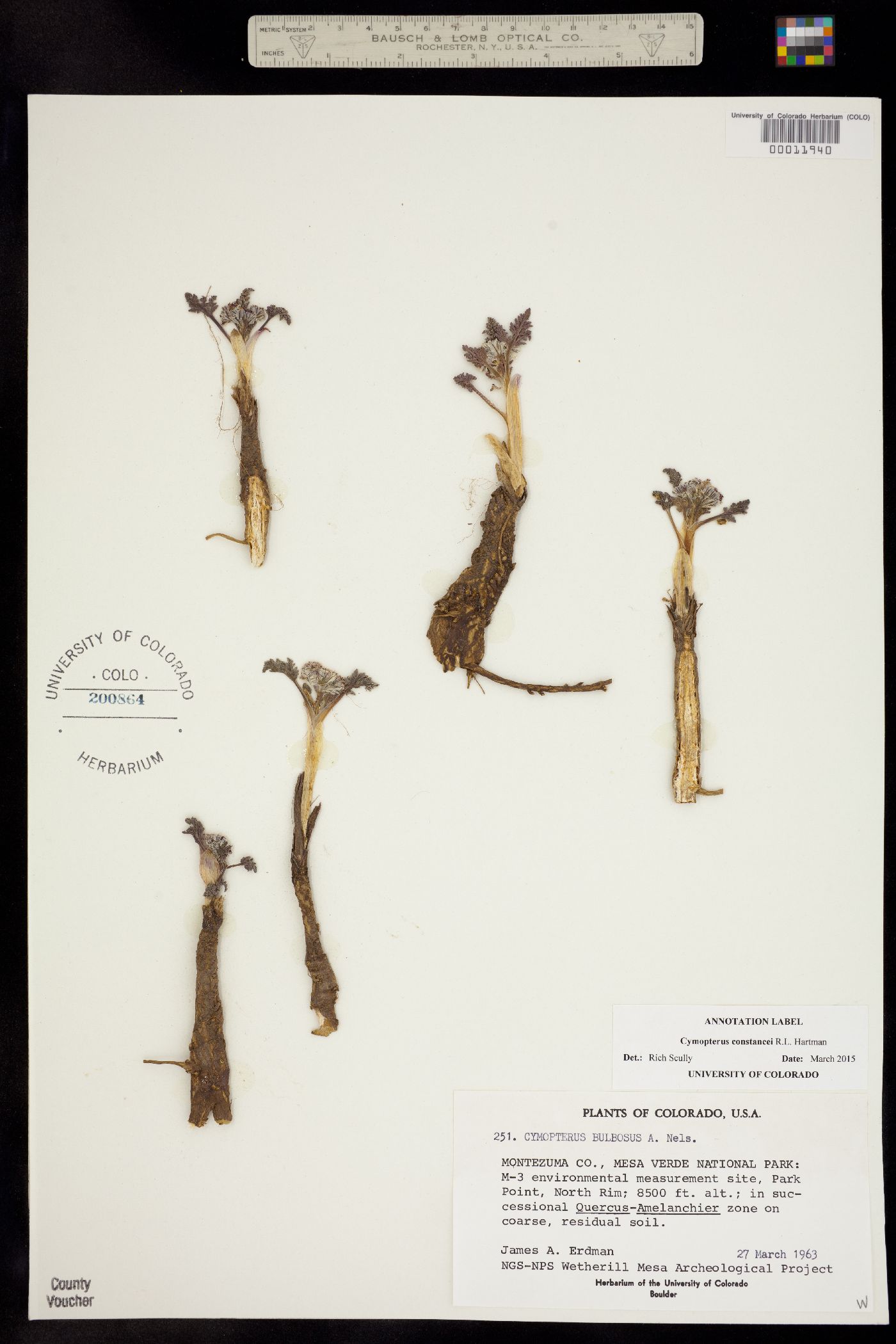 Cymopterus constancei image