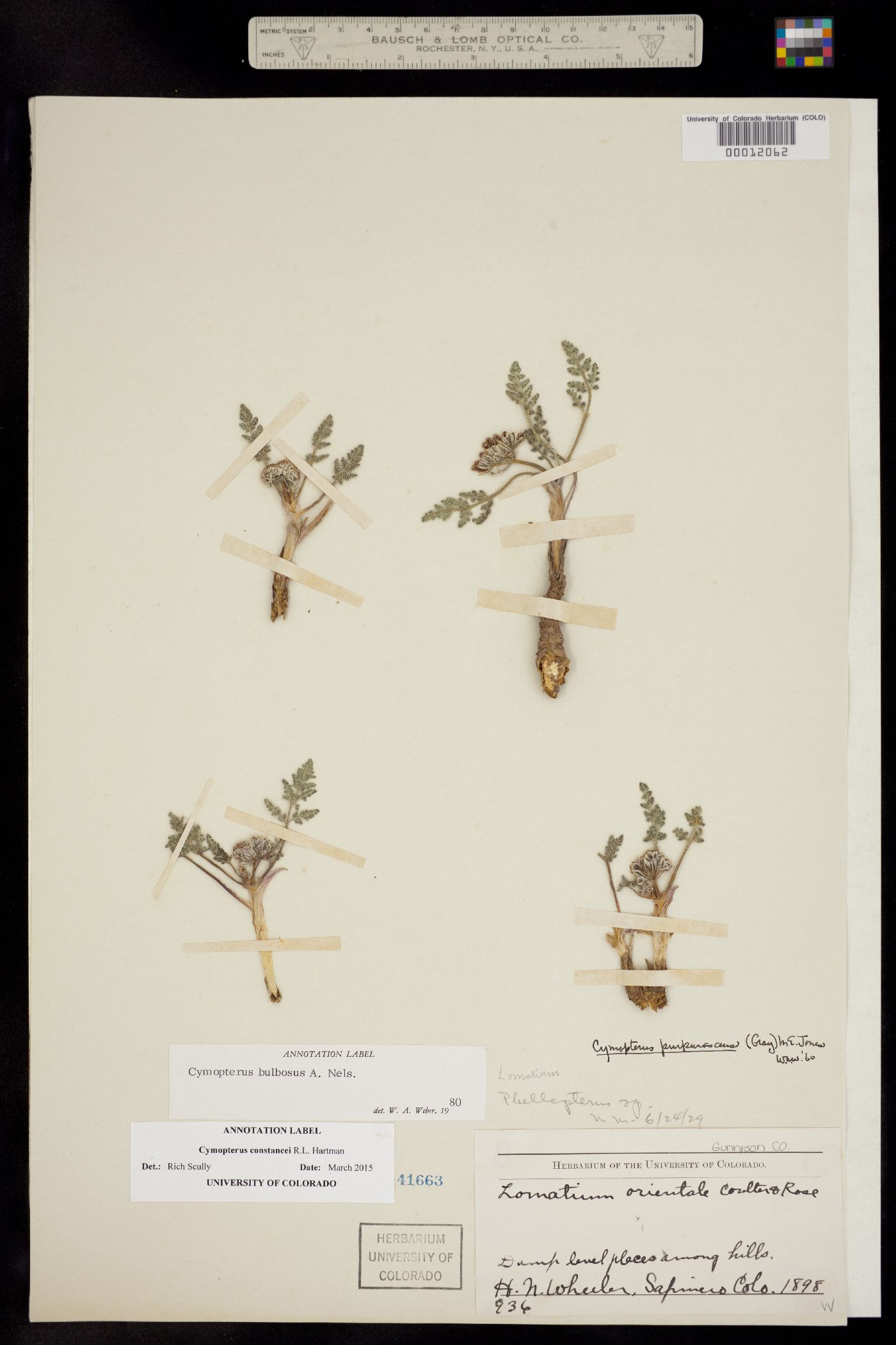 Cymopterus constancei image