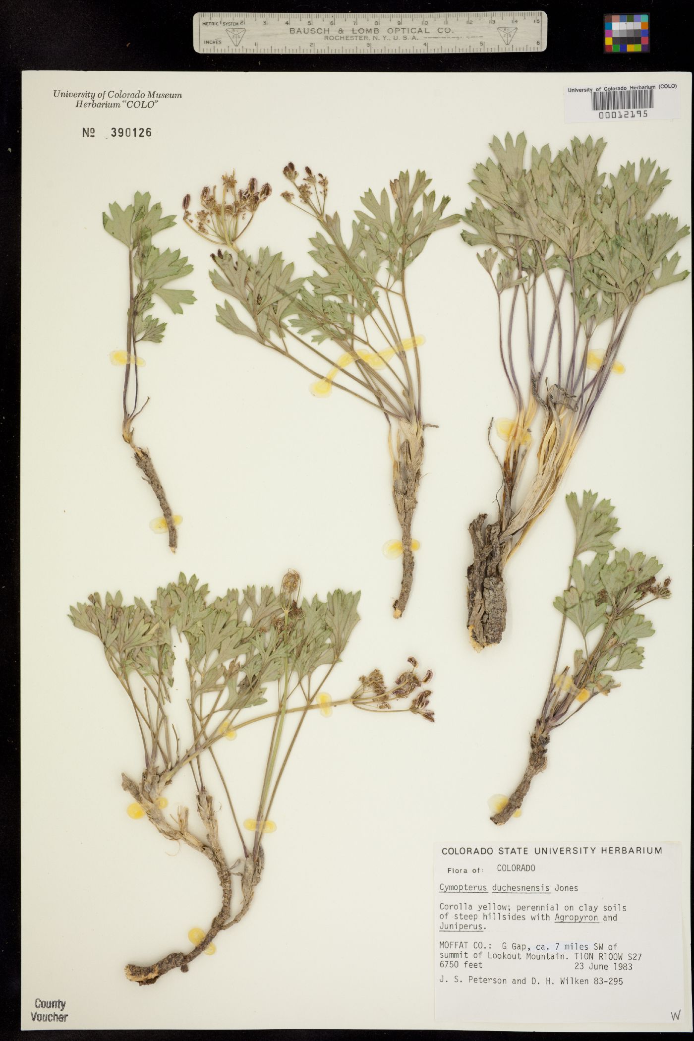 Cymopterus duchesnensis image