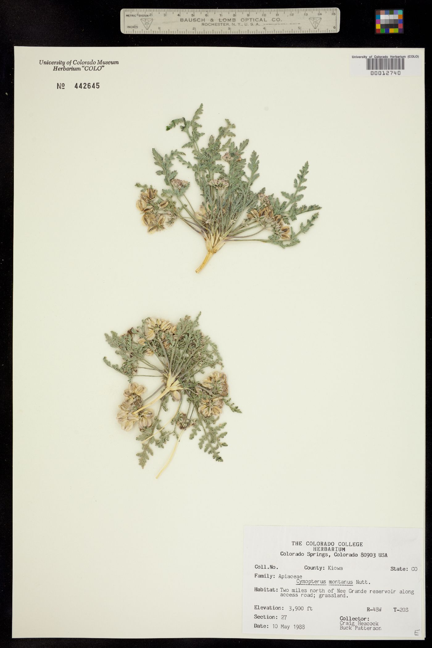 Cymopterus montanus image