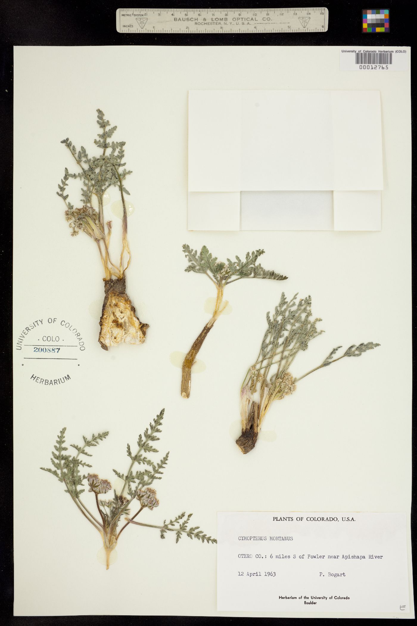 Cymopterus montanus image