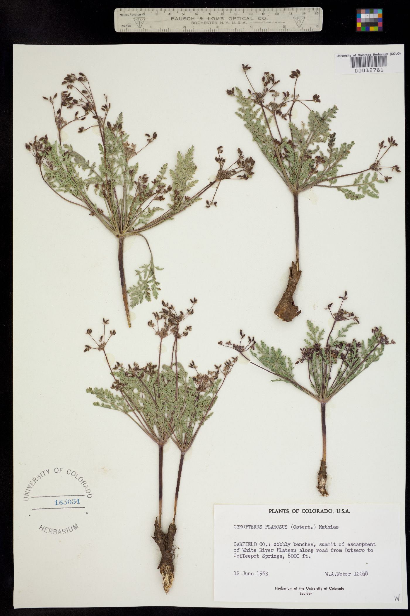 Cymopterus planosus image