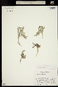 Cymopterus planosus image