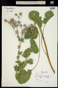 Image of Eryngium planum