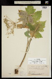 Heracleum sphondylium image