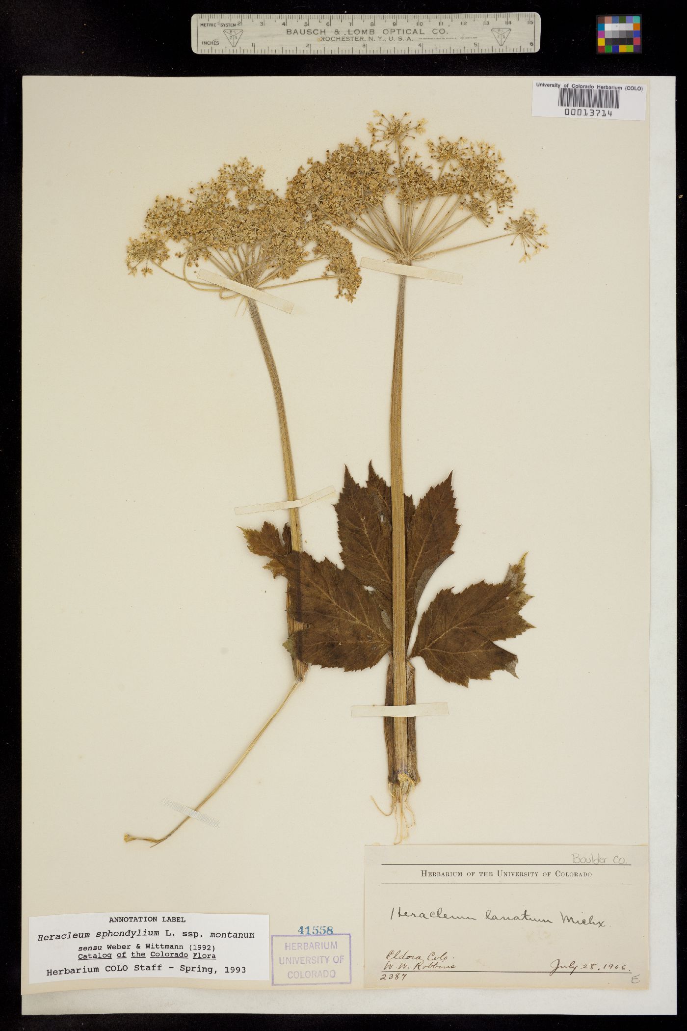 Heracleum sphondylium image