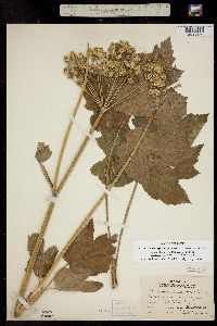 Image of Heracleum sphondylium