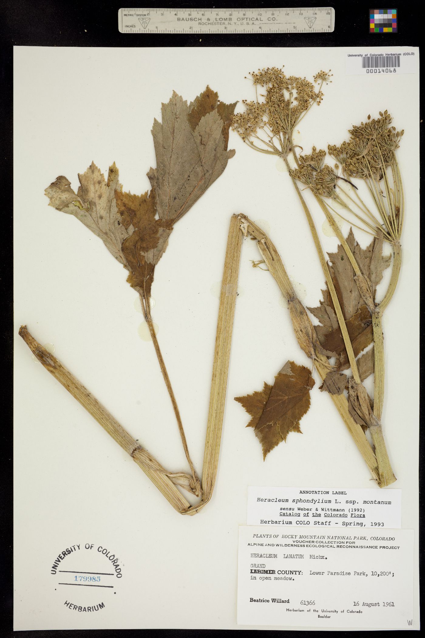 Heracleum sphondylium image