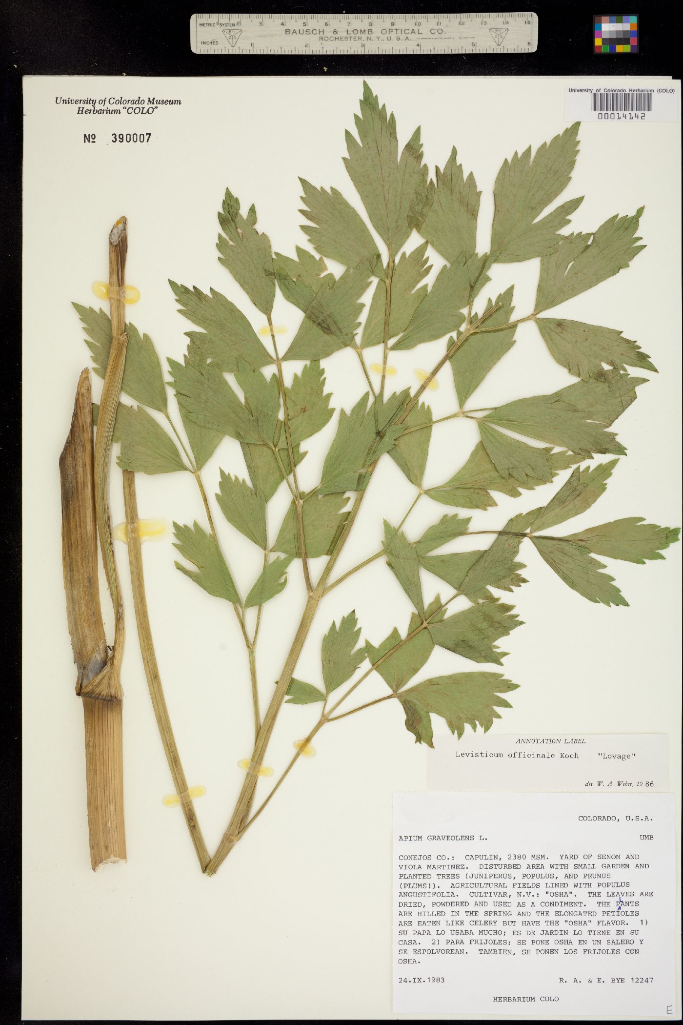 Levisticum officinale image