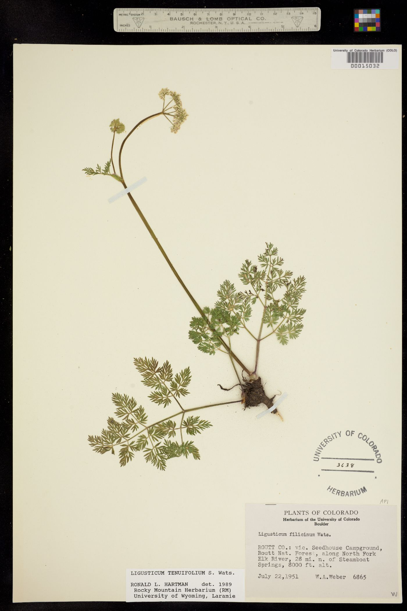 Ligusticum tenuifolium image