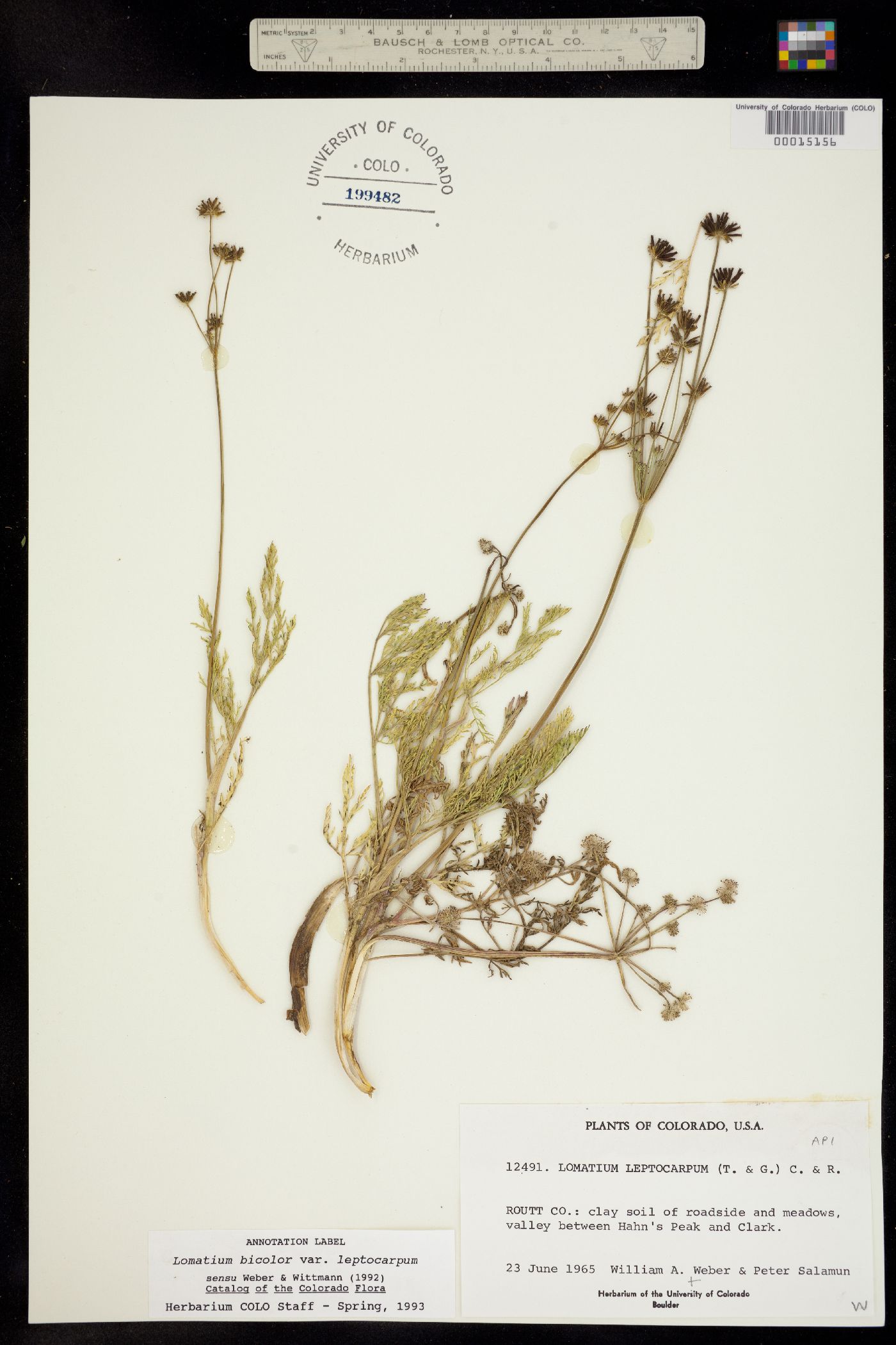 Lomatium bicolor var. leptocarpum image