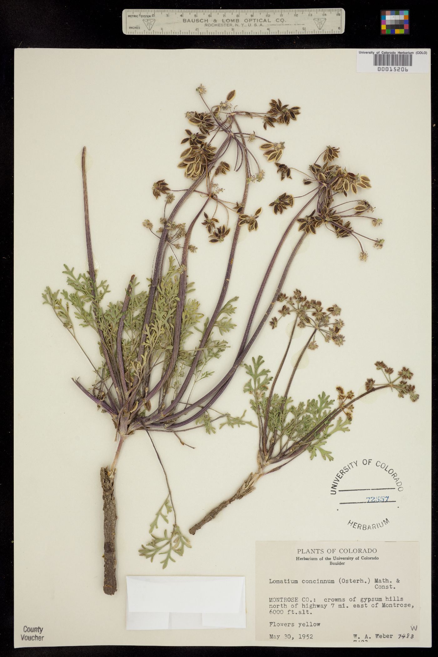 Lomatium concinnum image
