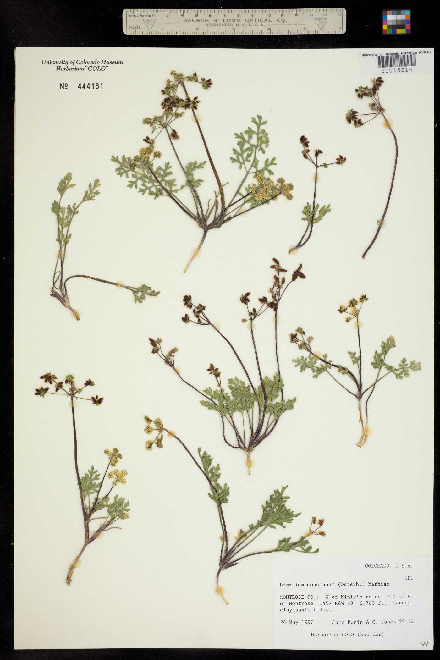 Lomatium concinnum image