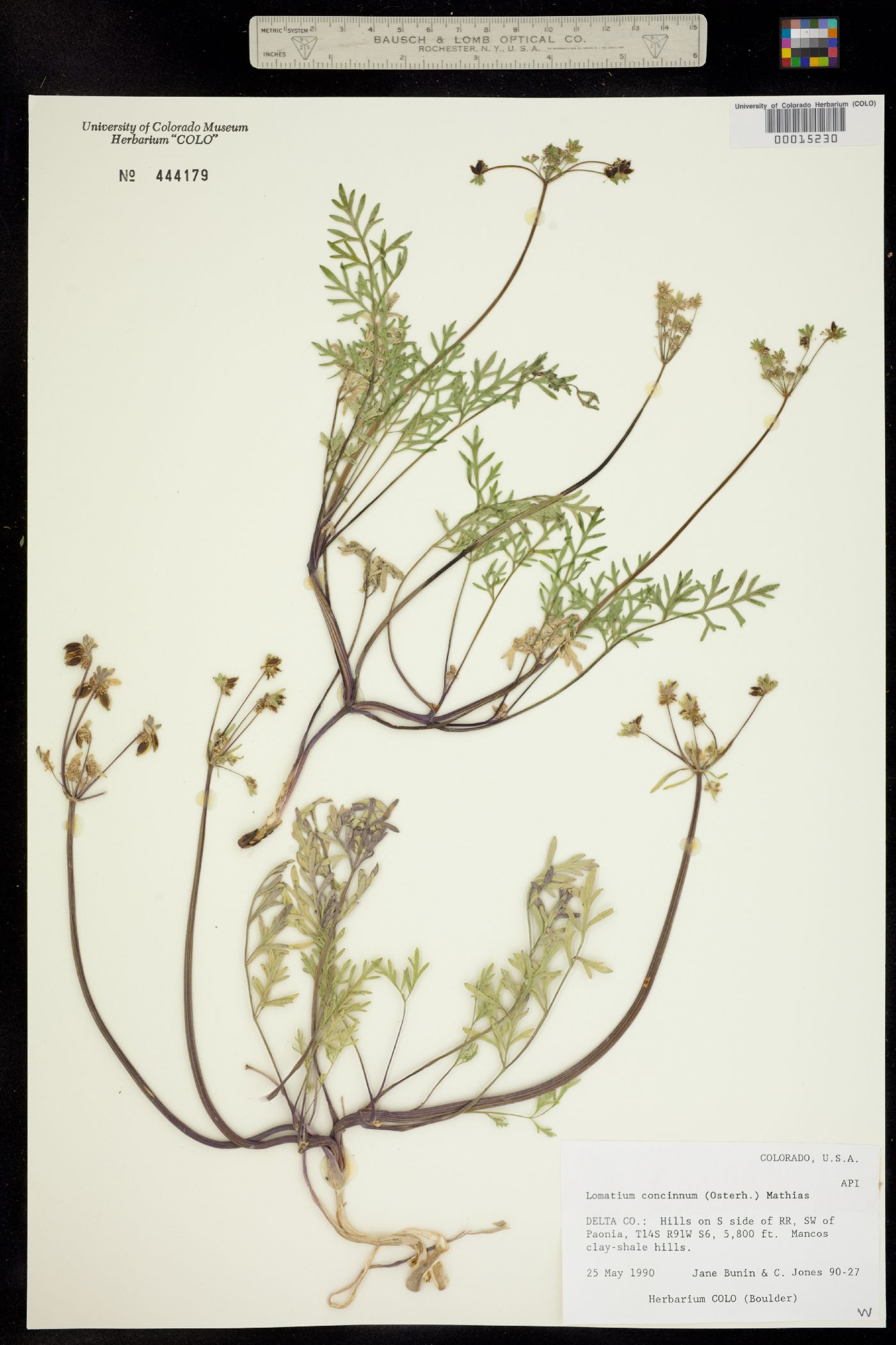 Lomatium concinnum image