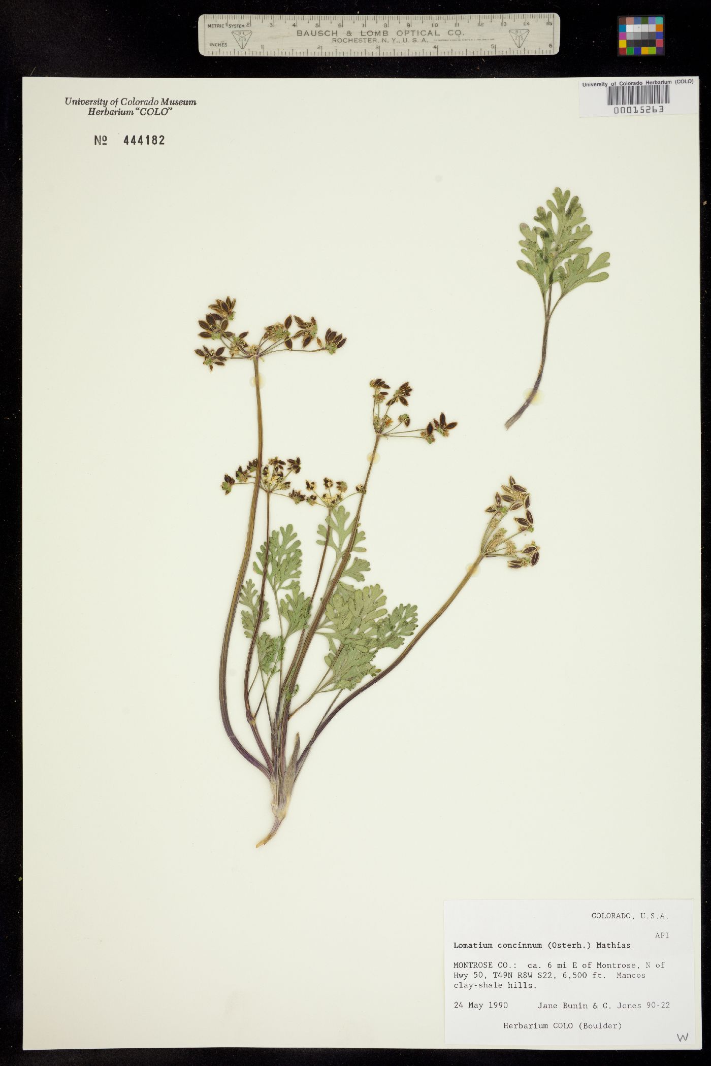 Lomatium concinnum image