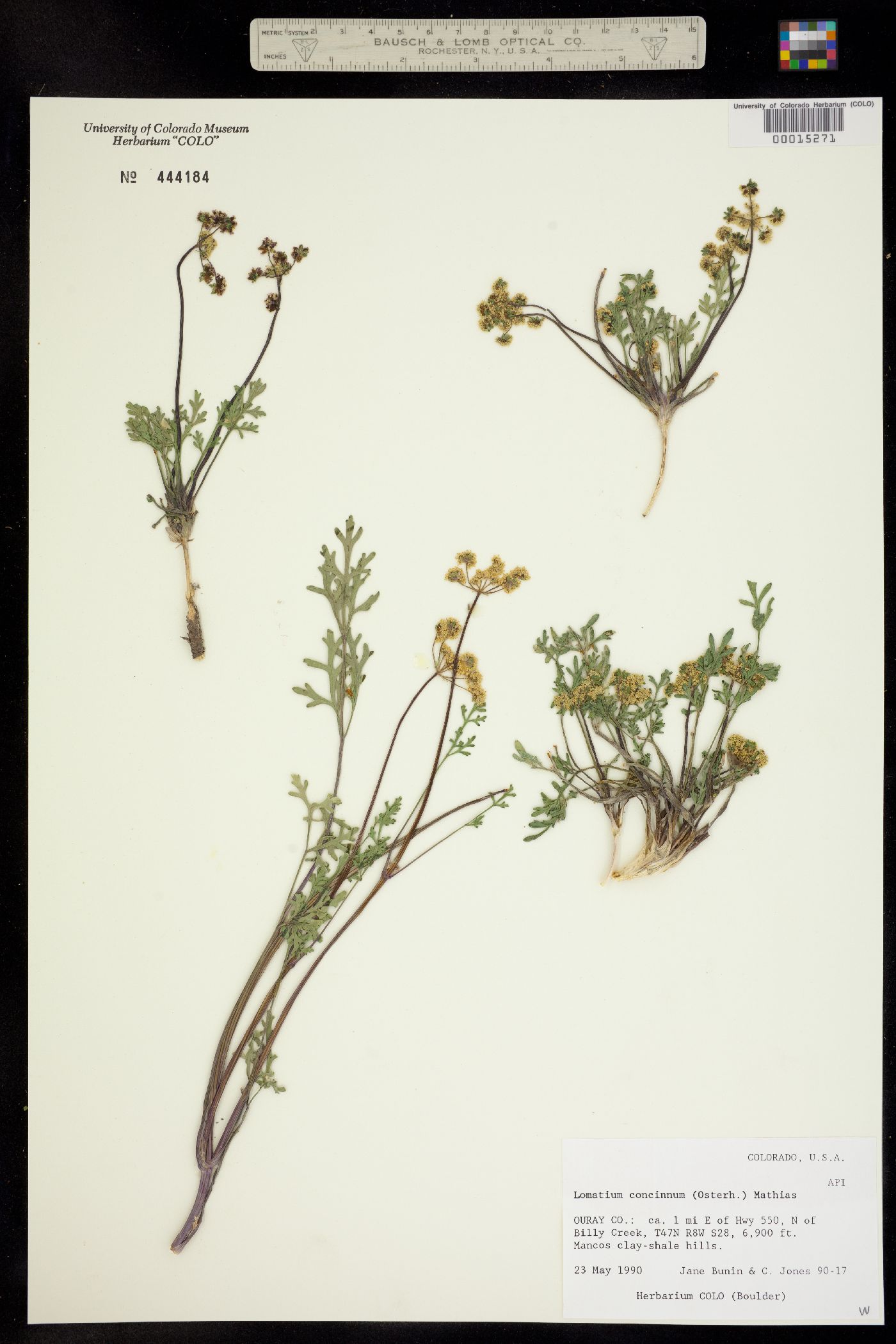 Lomatium concinnum image