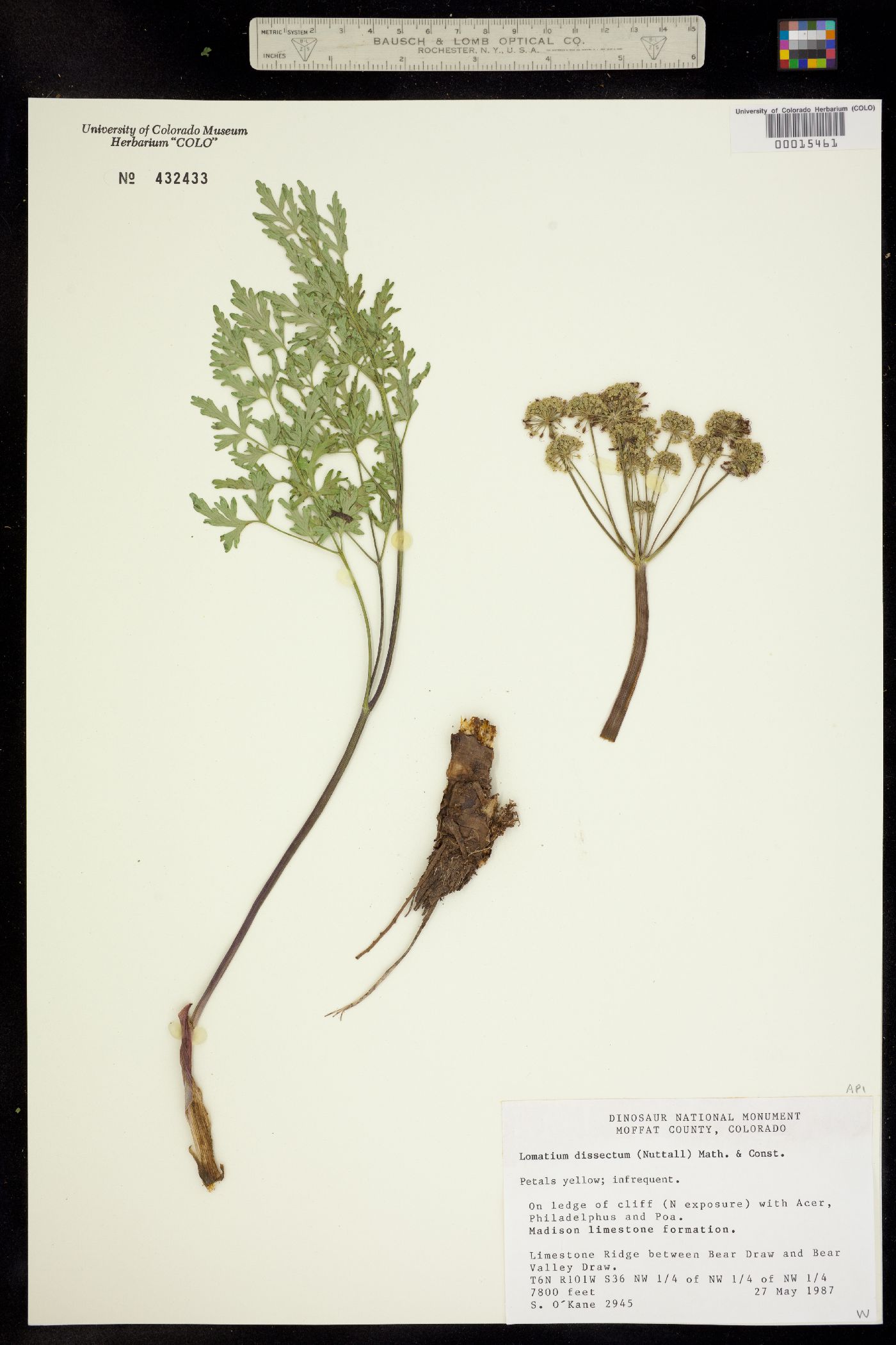 Lomatium dissectum image