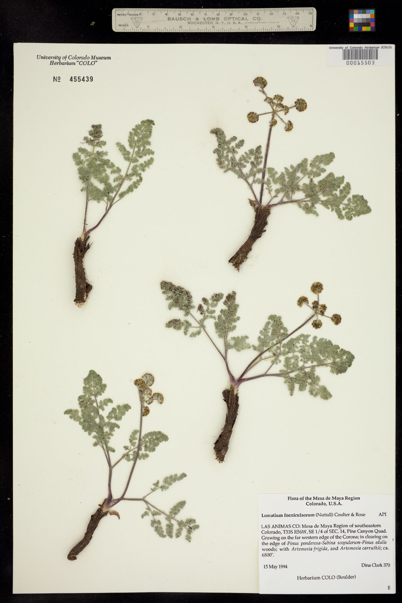 Lomatium foeniculaceum ssp. foeniculaceum image