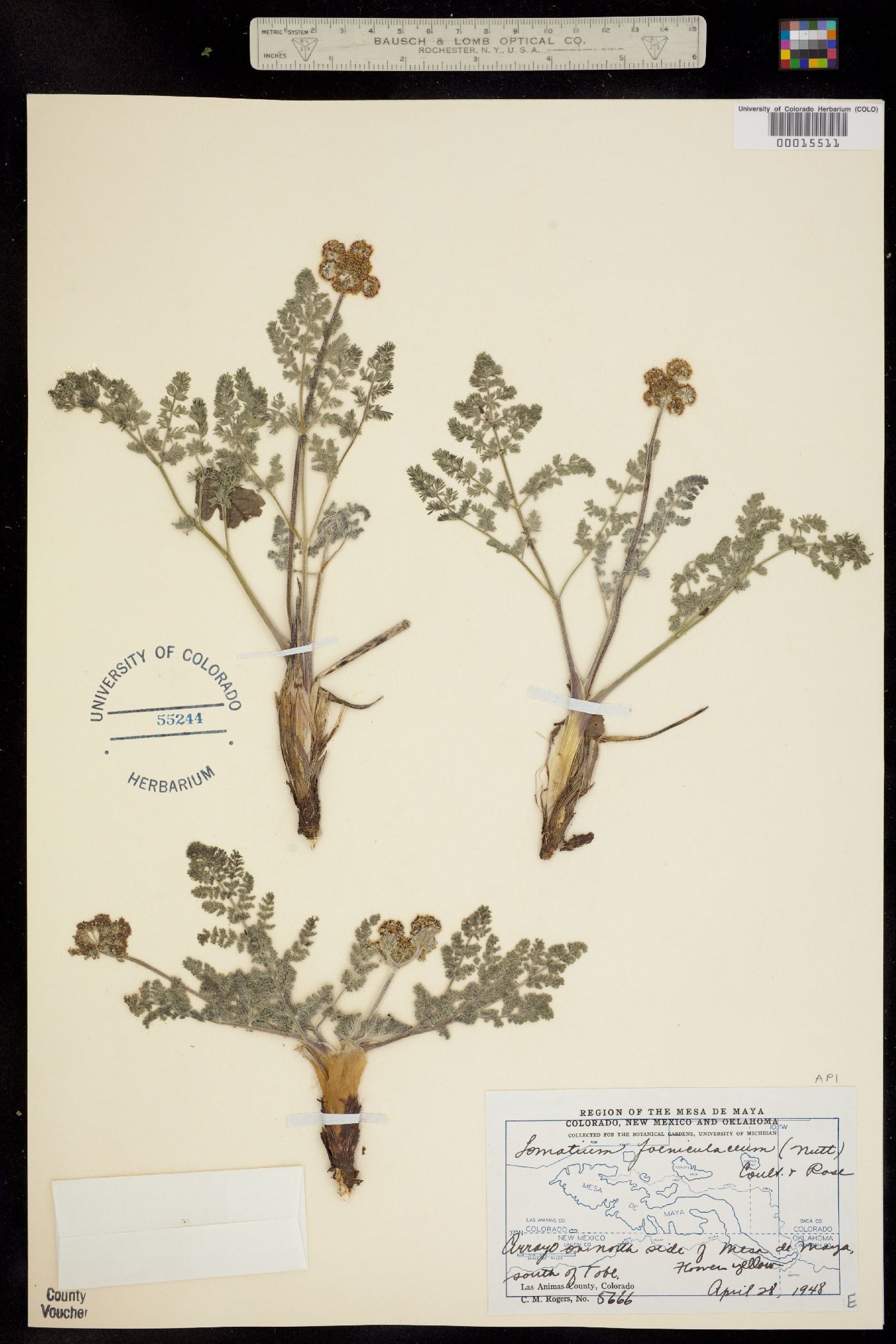 Lomatium foeniculaceum ssp. foeniculaceum image