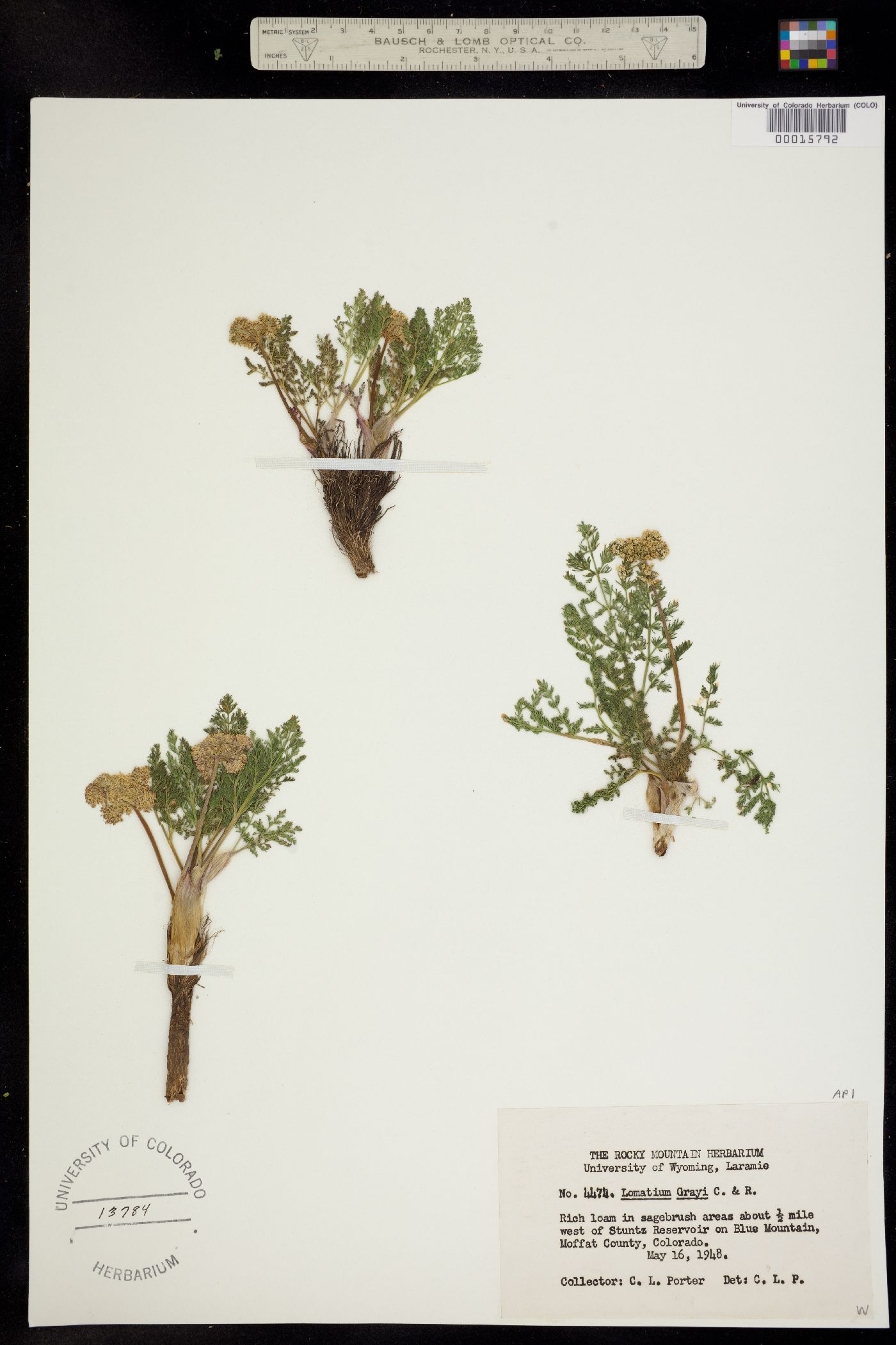 Lomatium grayi image