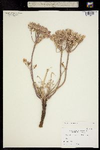 Image of Lomatium macrocarpum