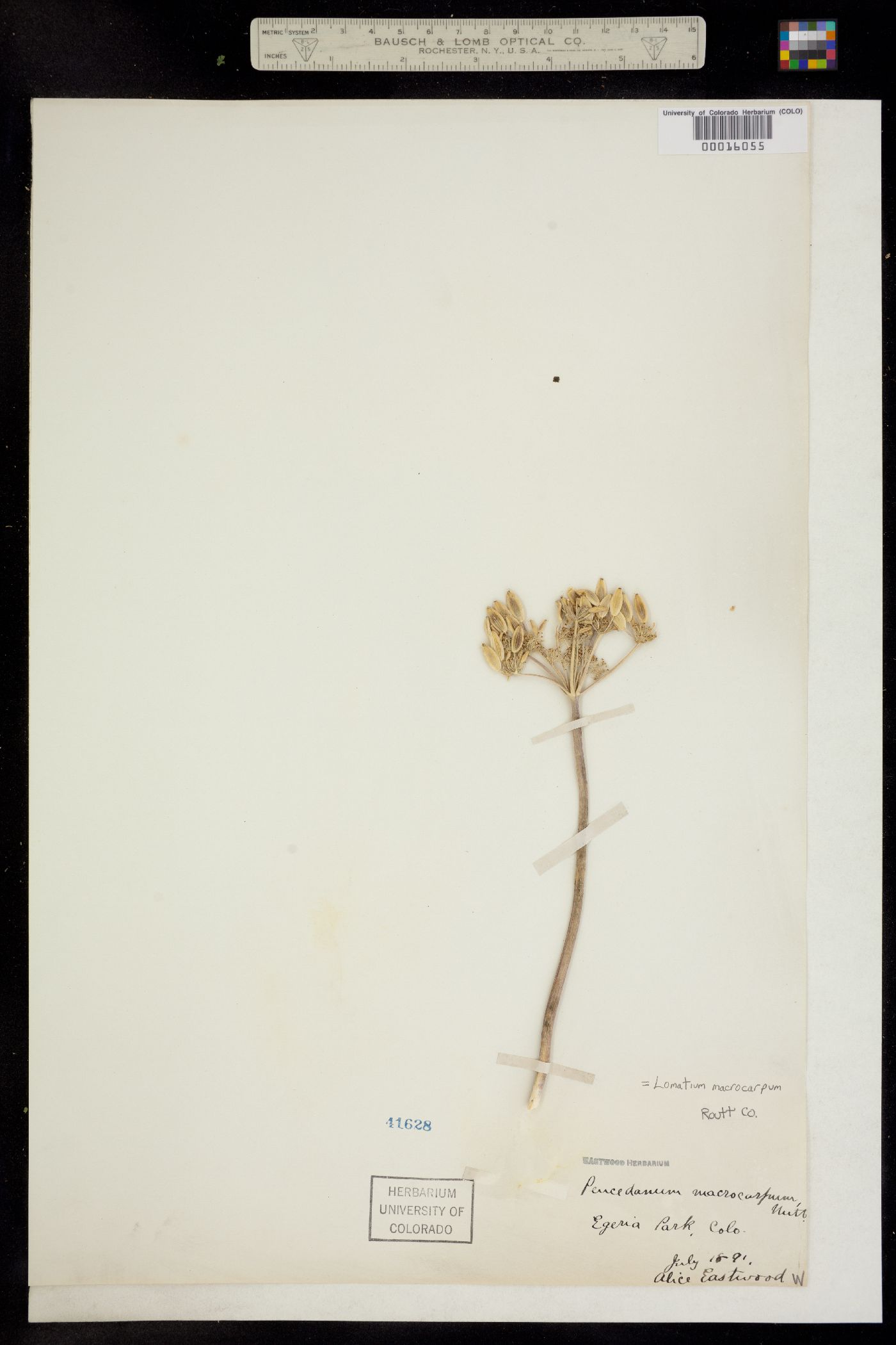 Lomatium macrocarpum image