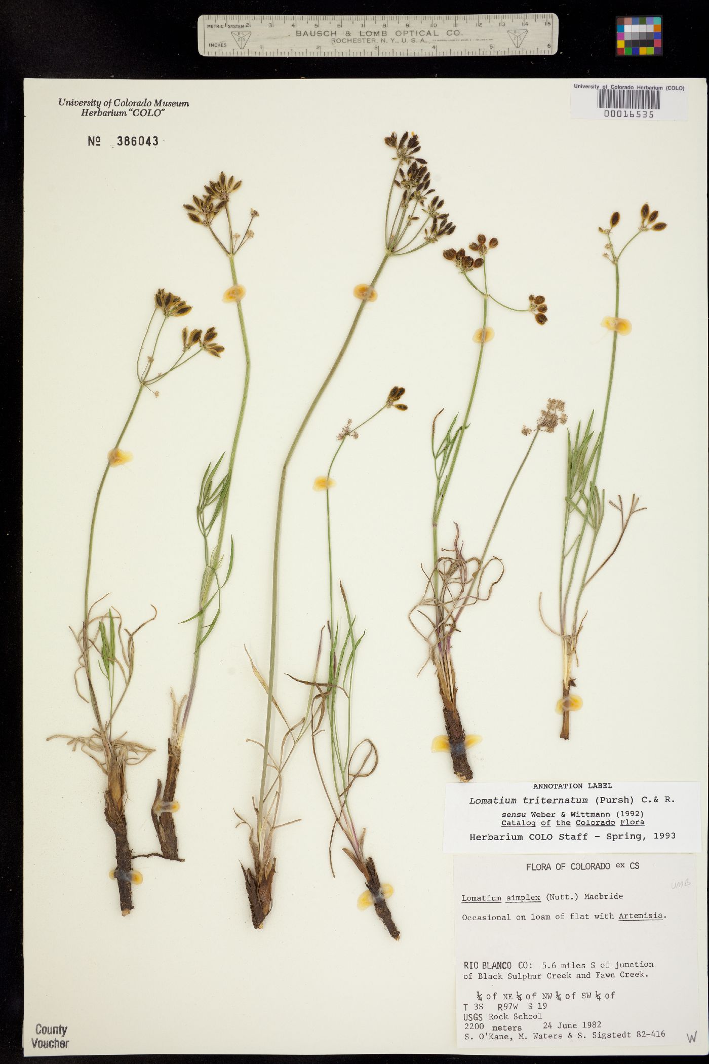 Lomatium simplex image