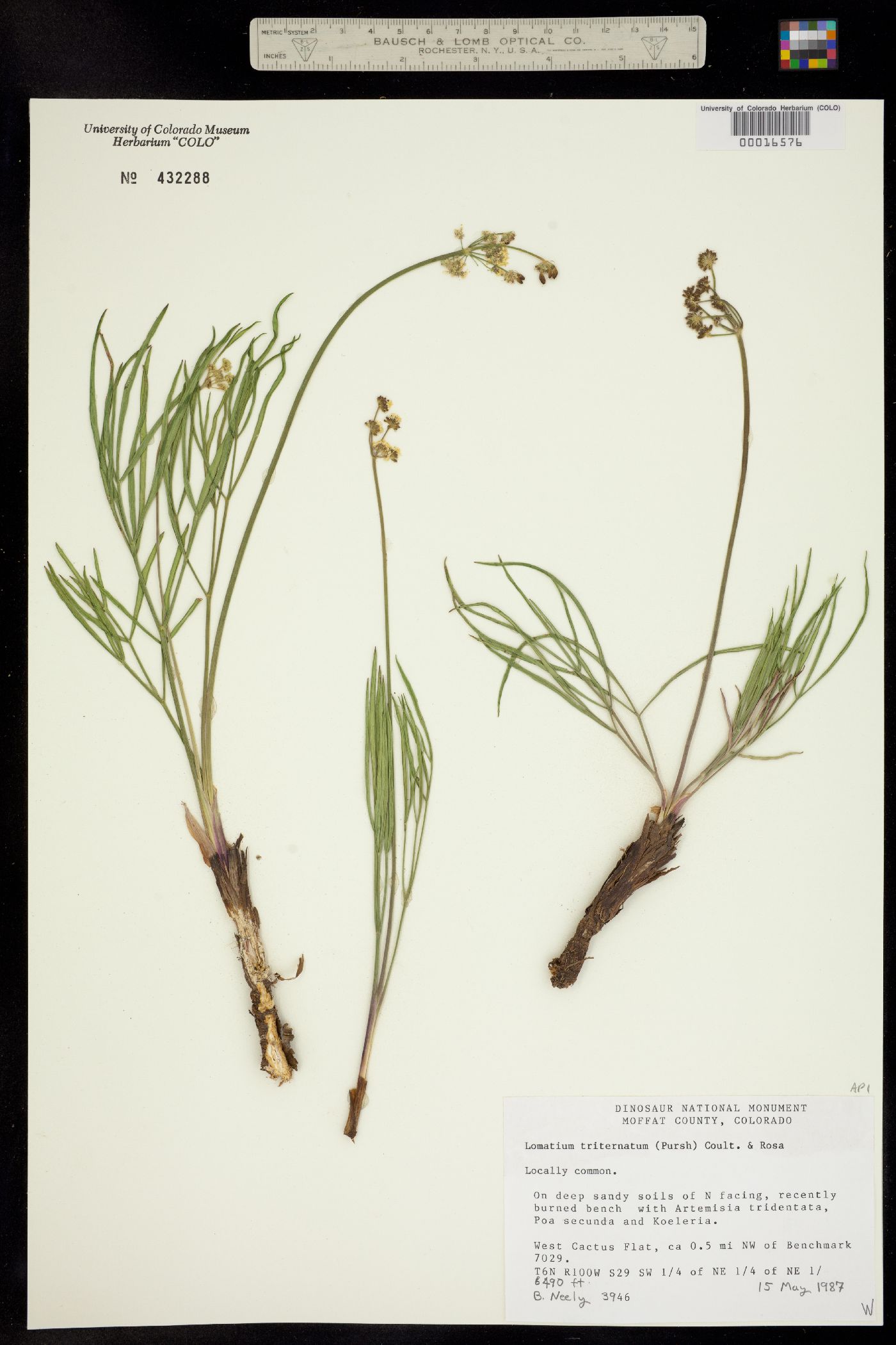 Lomatium simplex var. simplex image