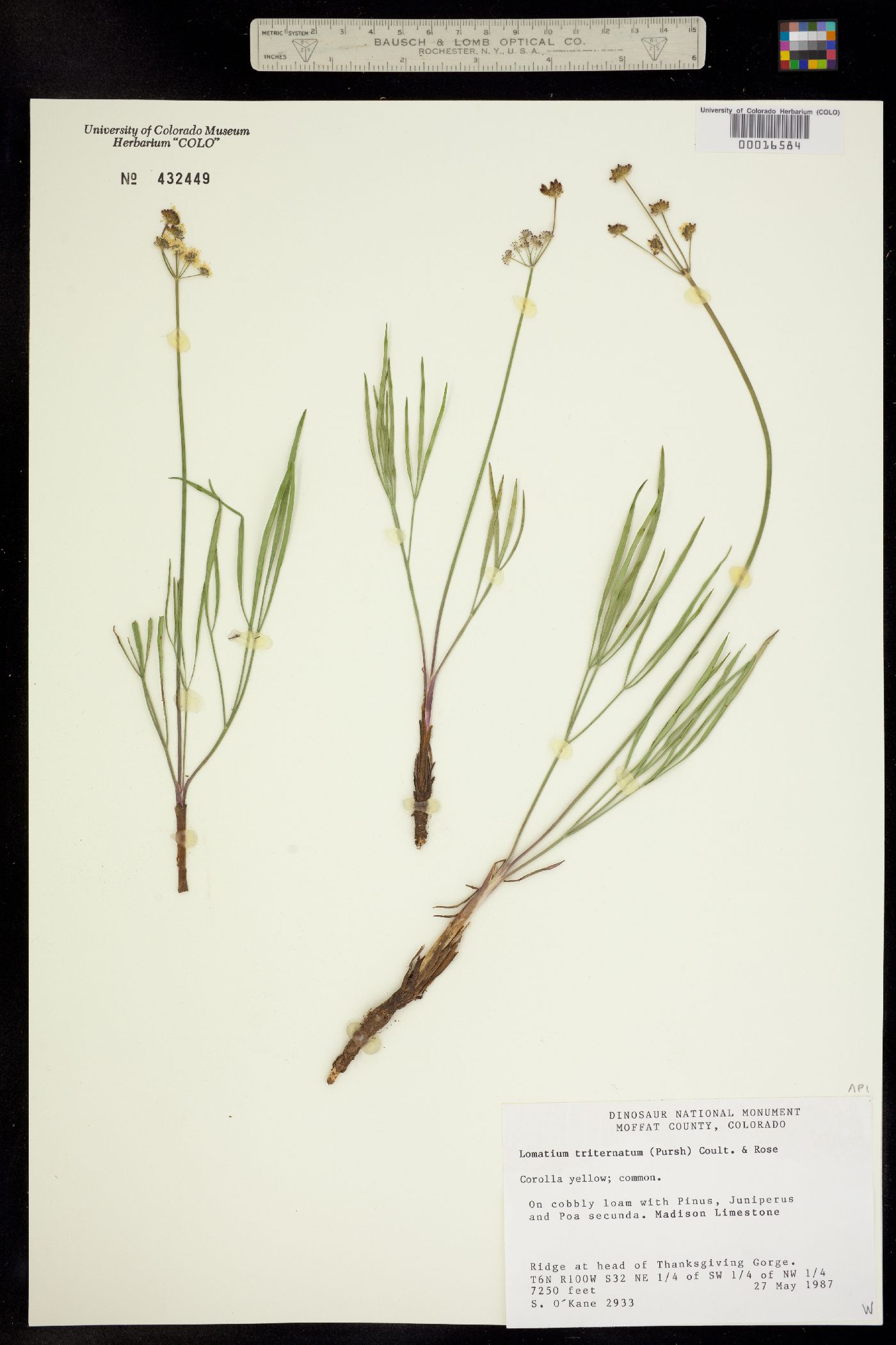 Lomatium triternatum ssp. platycarpum image