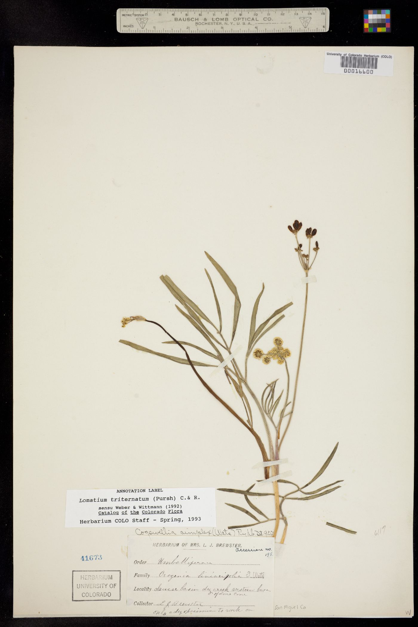 Lomatium simplex var. simplex image