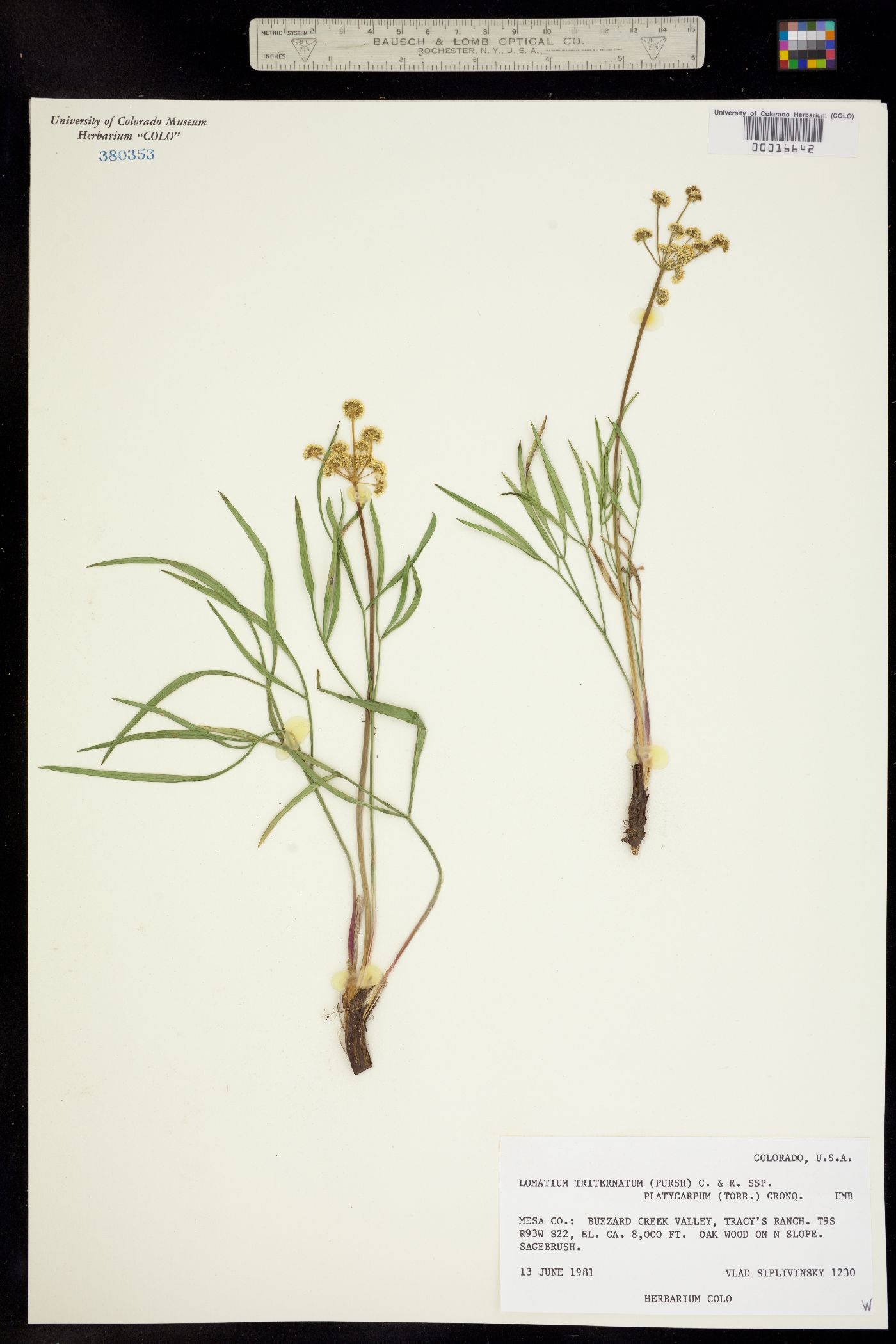 Lomatium simplex image