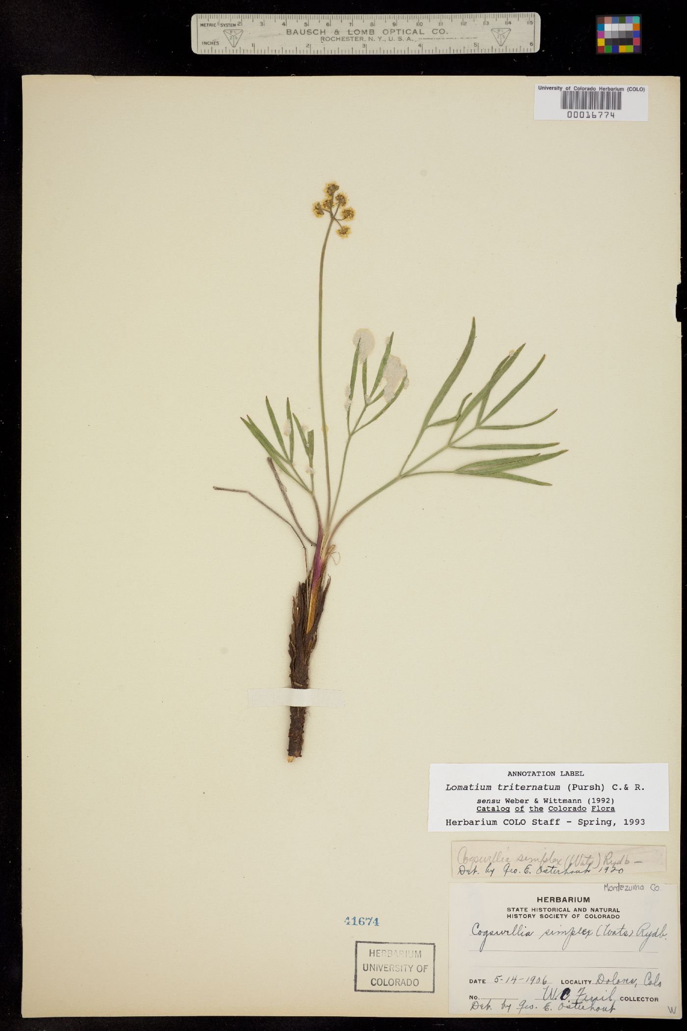 Lomatium simplex image