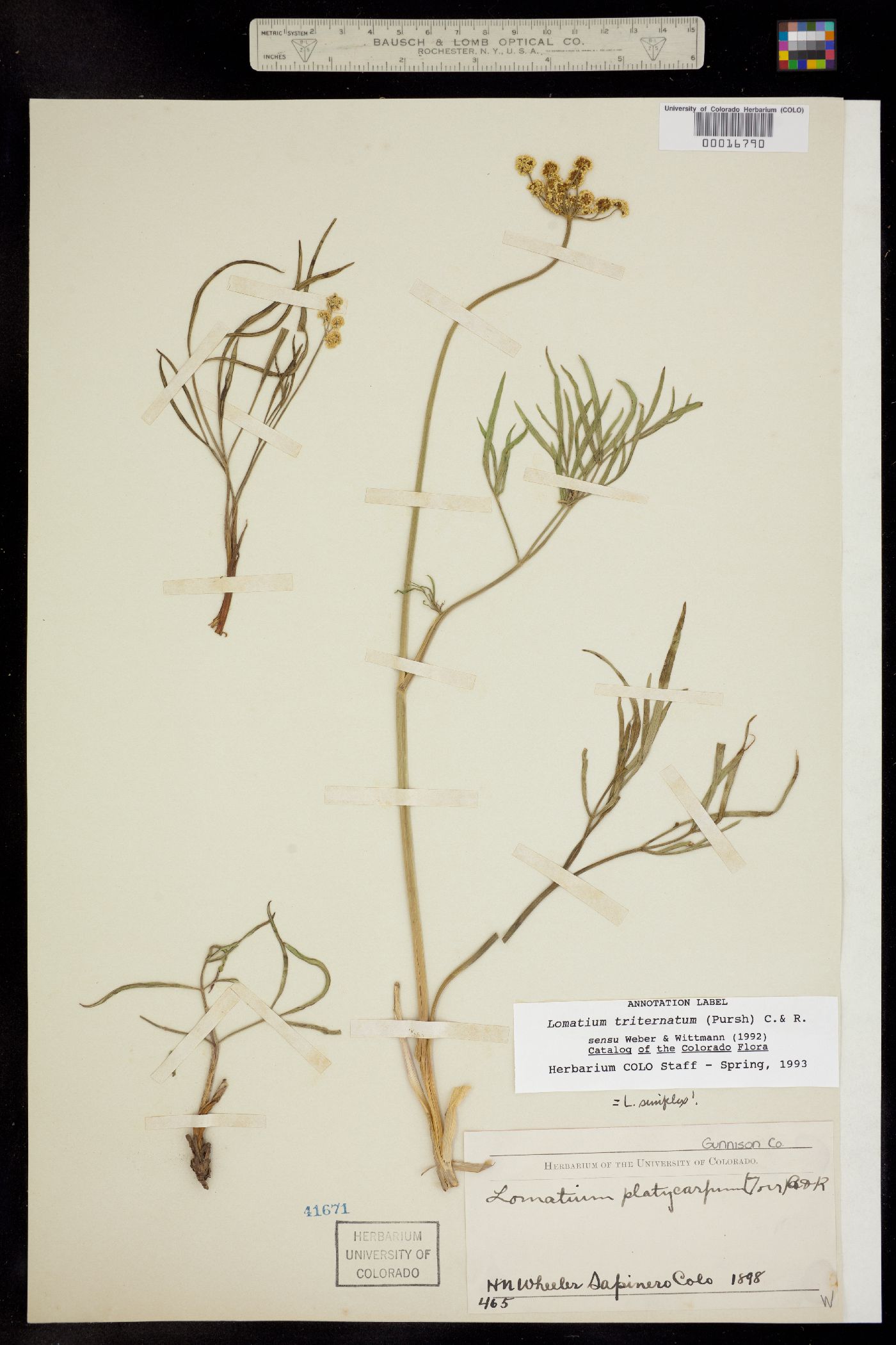 Lomatium triternatum ssp. platycarpum image