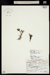 Oreoxis alpina subsp. alpina image