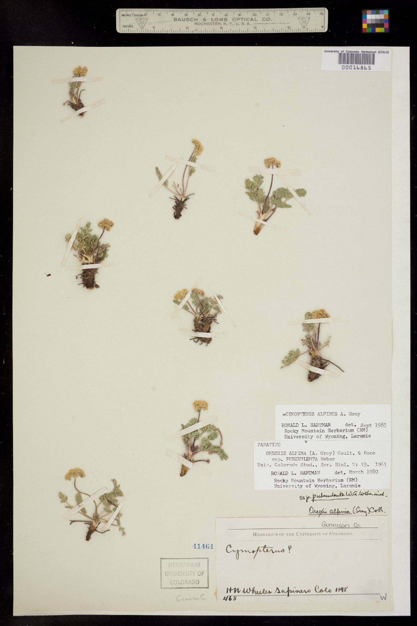 Oreoxis alpina ssp. puberulenta image