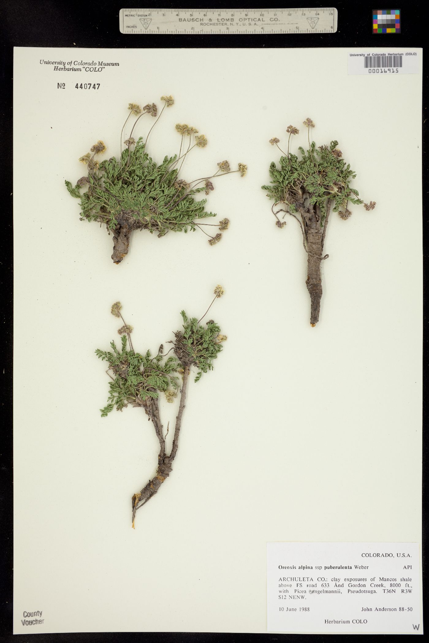 Oreoxis alpina ssp. puberulenta image