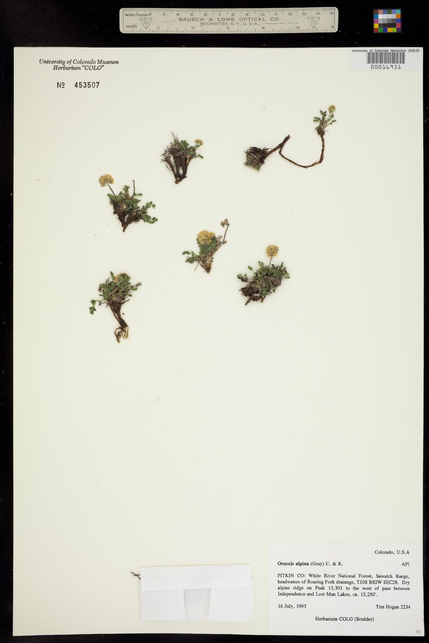 Oreoxis alpina ssp. alpina image
